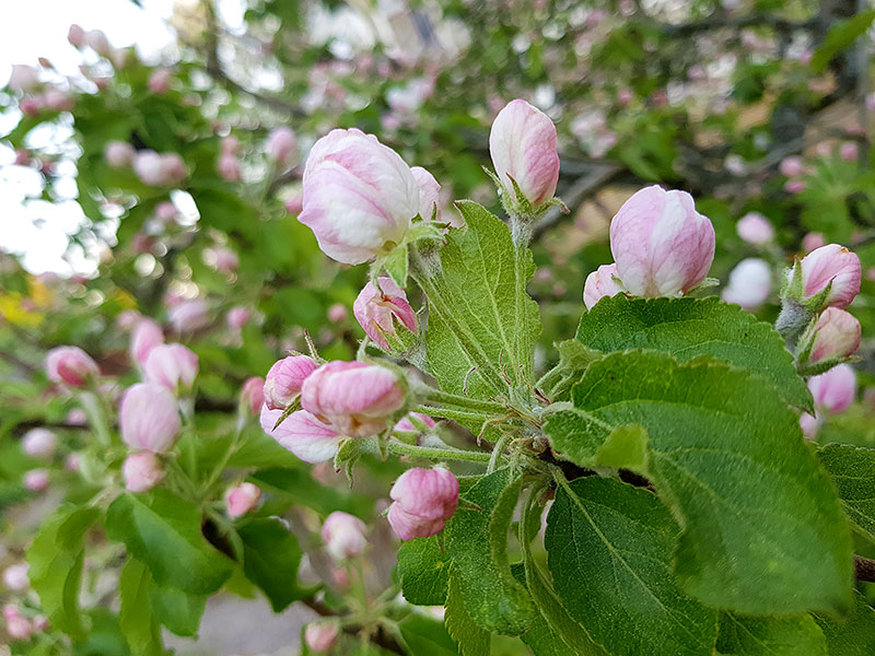 Äppelträd med blomknoppar i rosa