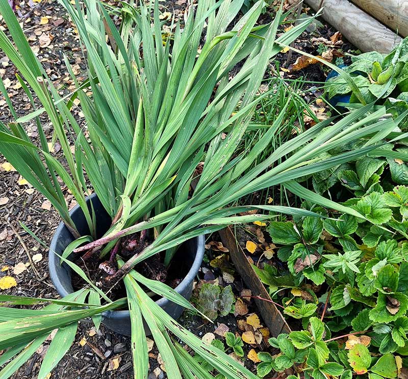 uppgravd gladiolus