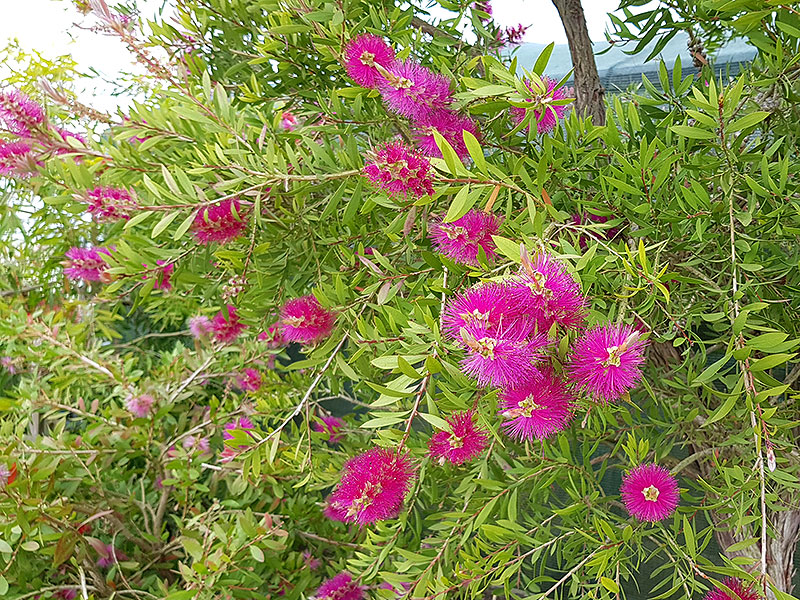 Flaskborsbuske med purpurfärgade blommor
