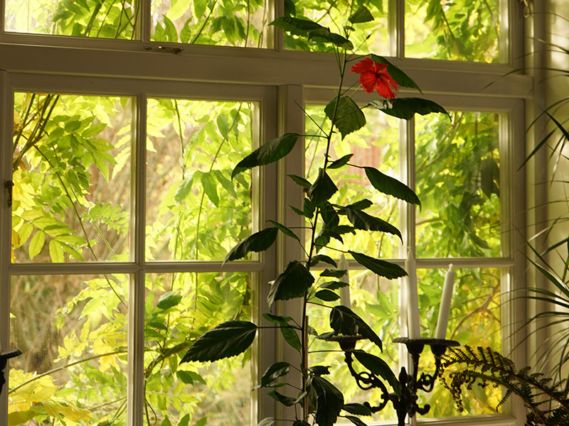 Hibiskus i fönster med utsikt