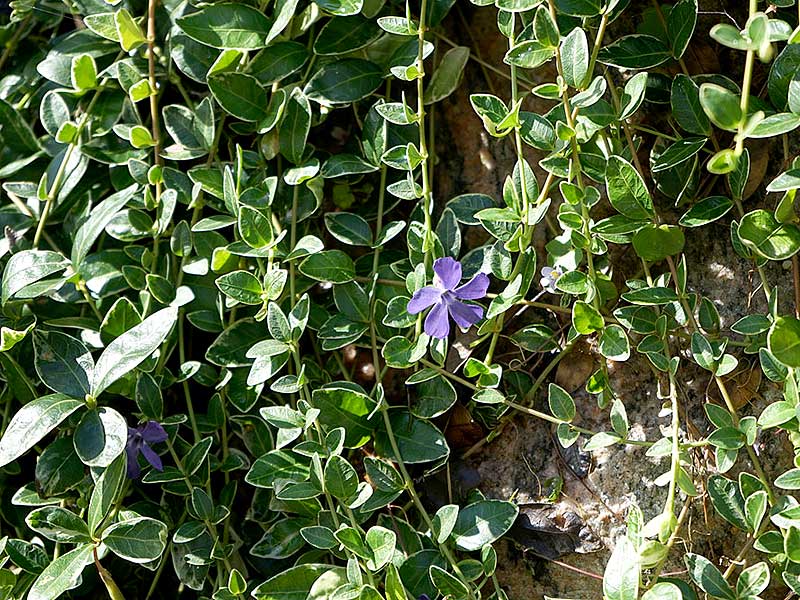 Vinca major variegata med blå blommor