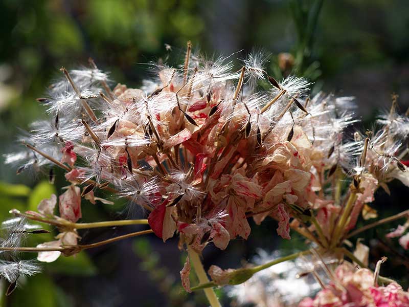 Pelargonfröer