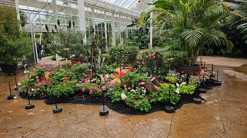 Pelargonutställning på Wisley