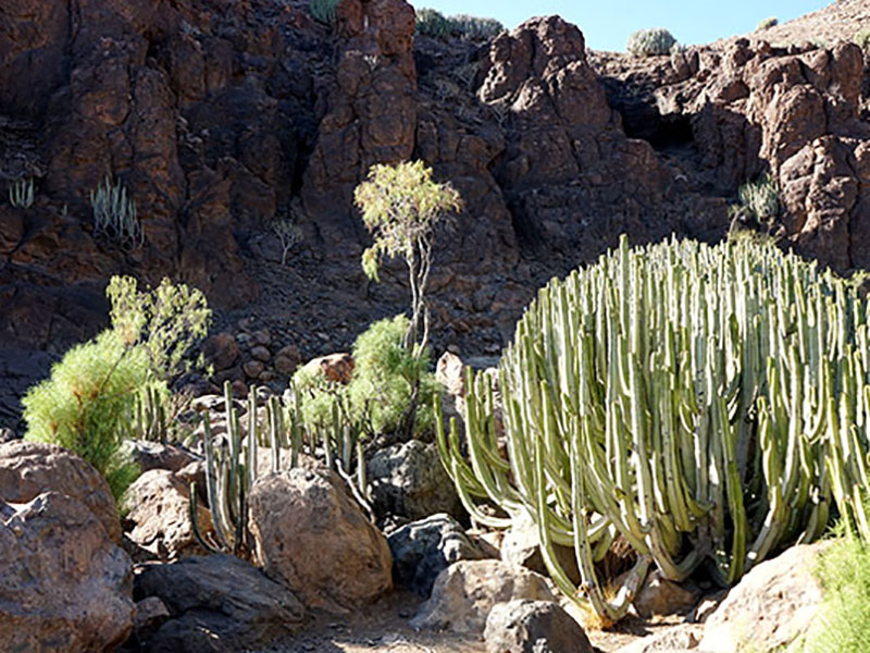 Kandelabereuphorbia, kanarisk kaktus växer i bergen på Gran Canaria