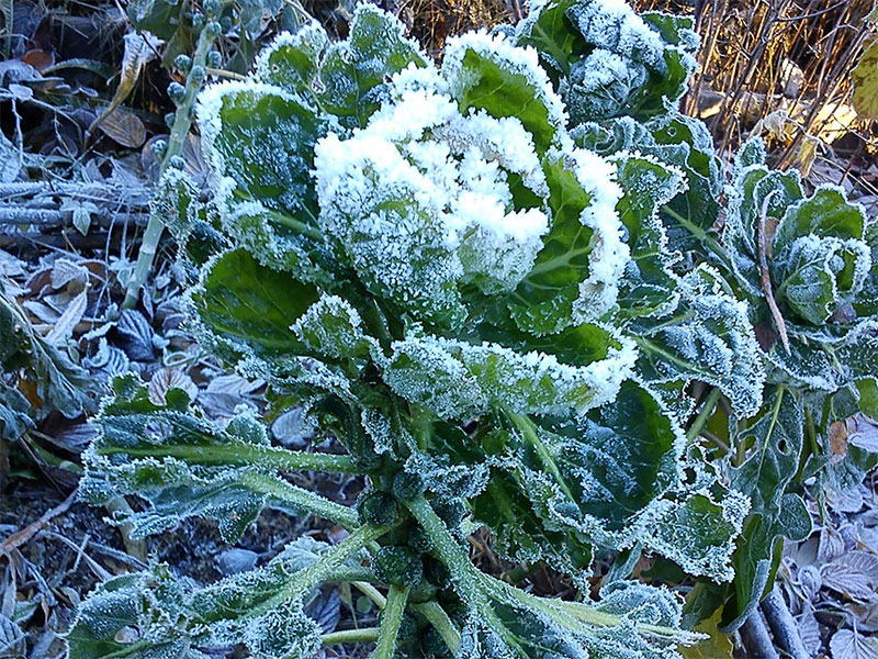 Brysselkål med frost