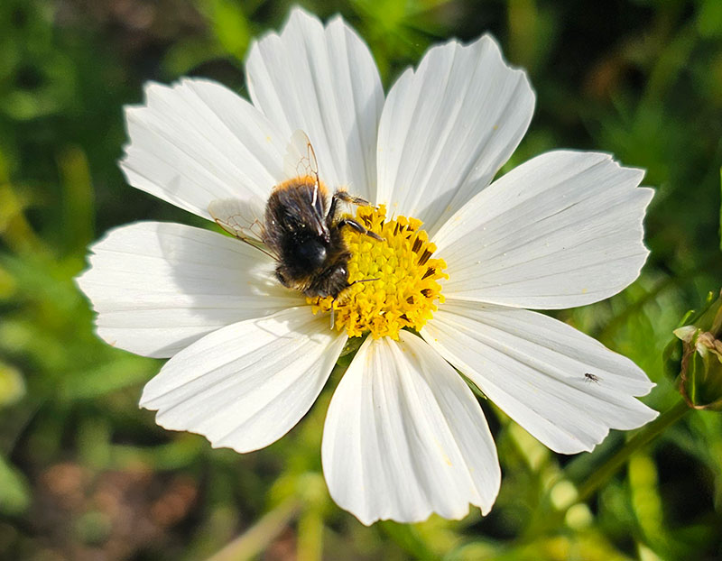 Humla på rosenskära