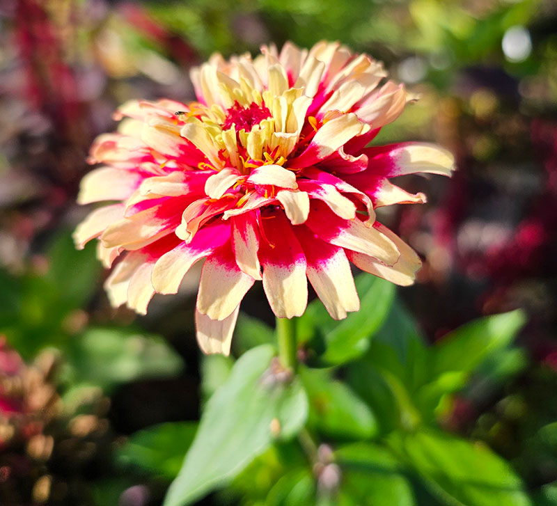 Zinnia Whirlygig Improved