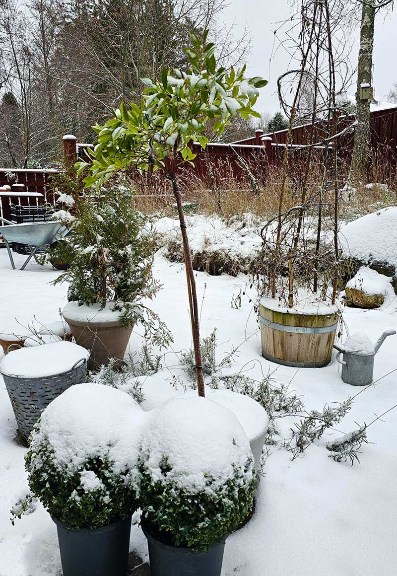 Snö på buskar och träd