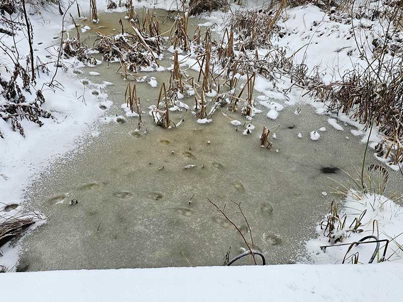 Spår i snösörjan i damman