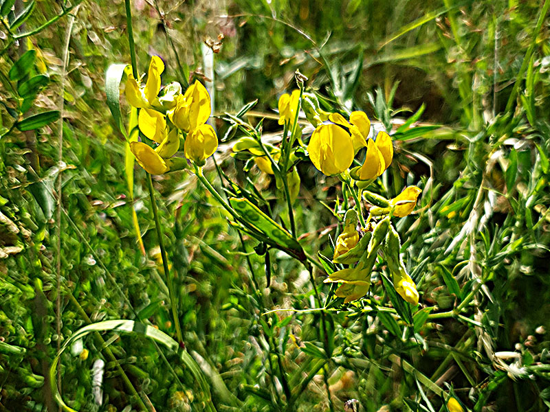 Guivial, en vild växt med gula blommor