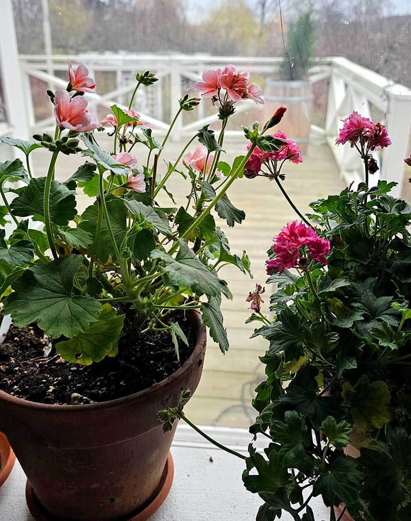 pelargoner på fönsterbrädan för övervintrting