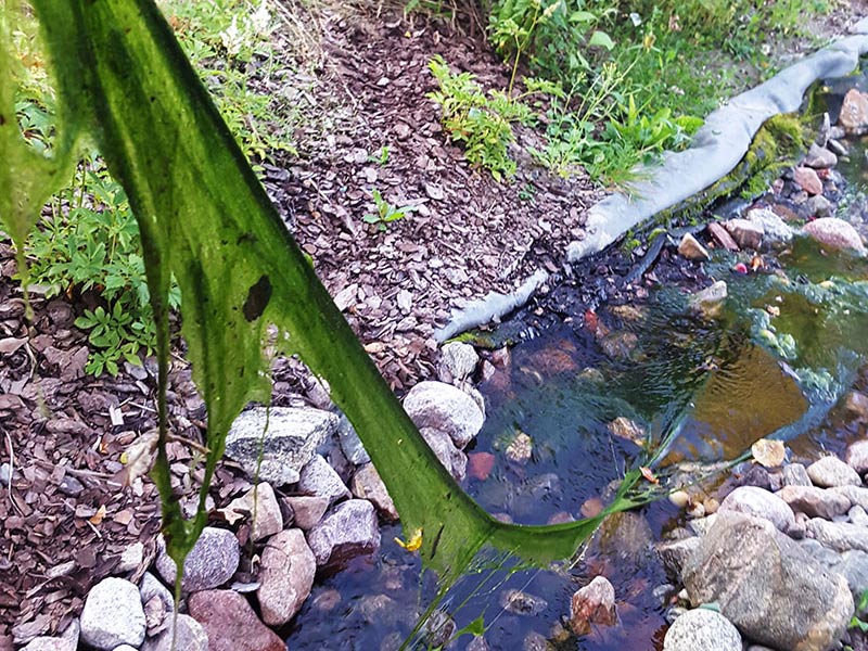Trådalger med långa, gröna trådar i dammen