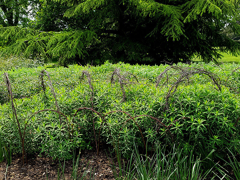 Växtstöd i stora perennrabatten på Kew Gardens