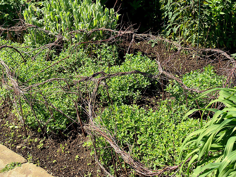 Växtstöd för perenner av flätade grenar