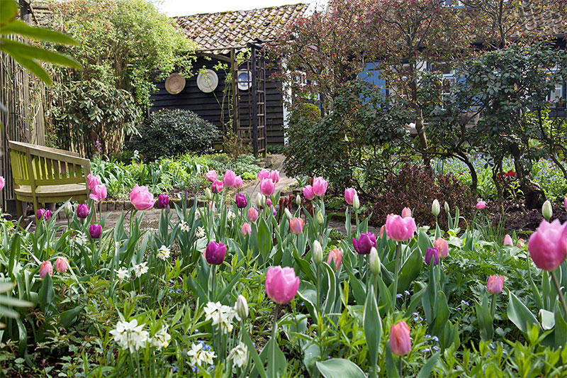 Trädgård i april med tulpaner och häck - x
