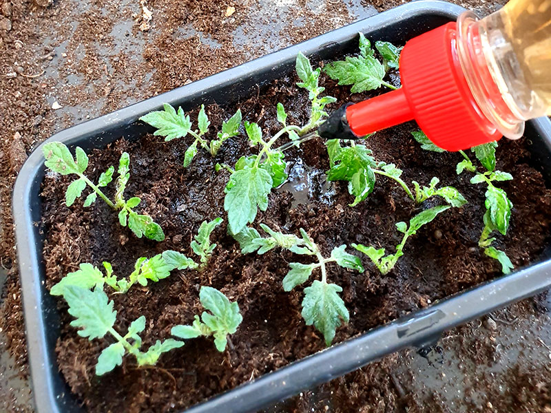 Små sticklingar av tomater