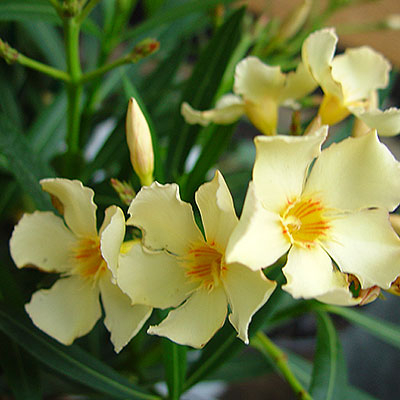 krukvaxt-nerium-oleander-gulblommnade.jpg