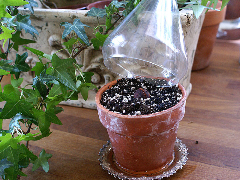 Nyplanterad avokadokärna i miniväxthus av PET-flaska