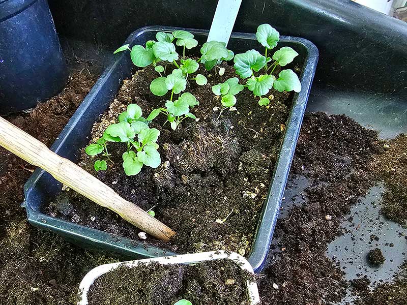 Frösådda plantor av ruccola