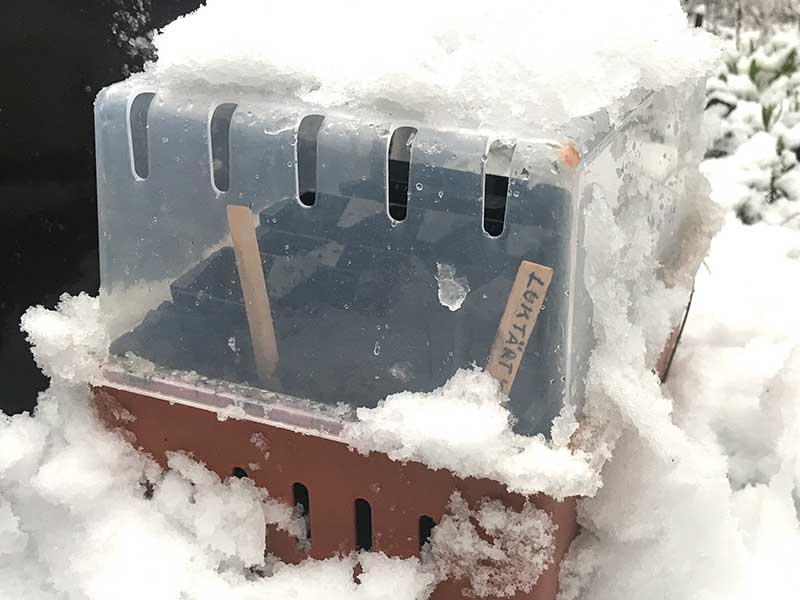 Vintersådd av luktärter utomhus med snö