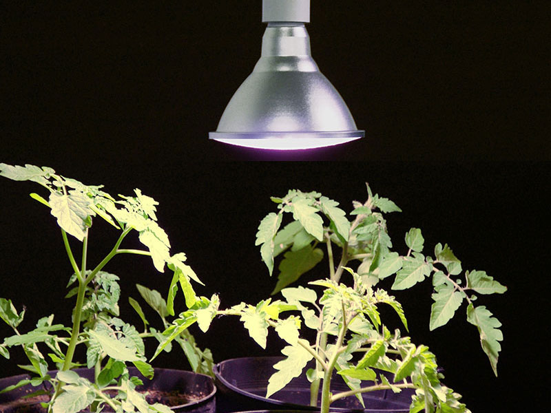 Växtbelysning för uppdragning av tomatplantor