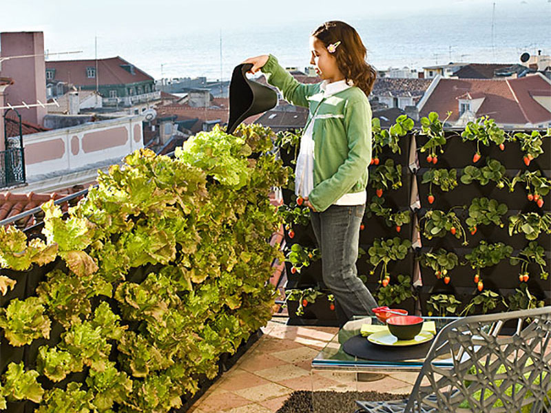 Väggoding med sallat och jordgubbar på balkongen