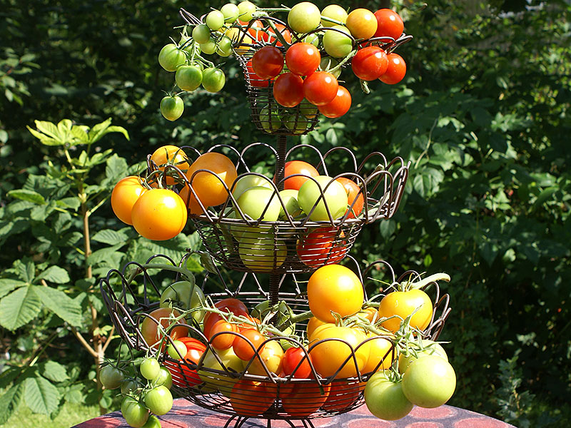 Korg med många olika tomatsorter