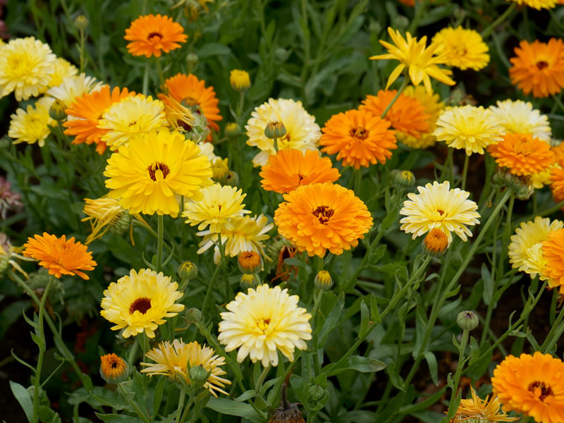 Rådjurssäkra ringblommor - LS