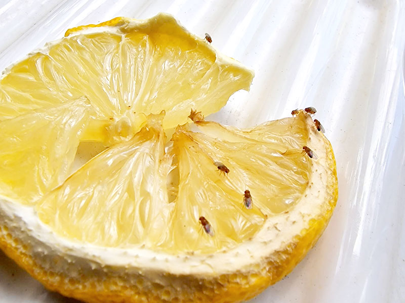 Fruktflugor på citron - LL