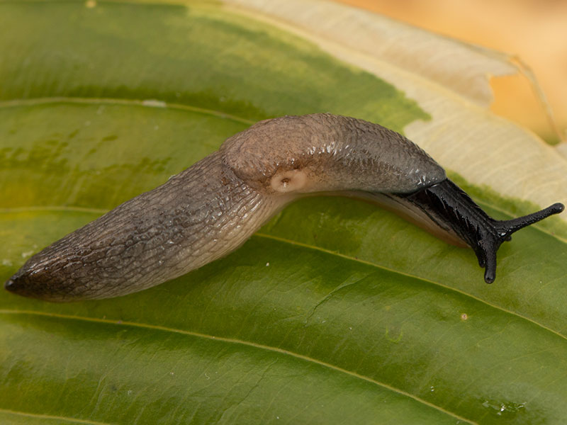 Krynickillus melanocephalus, svarthuvad snigel