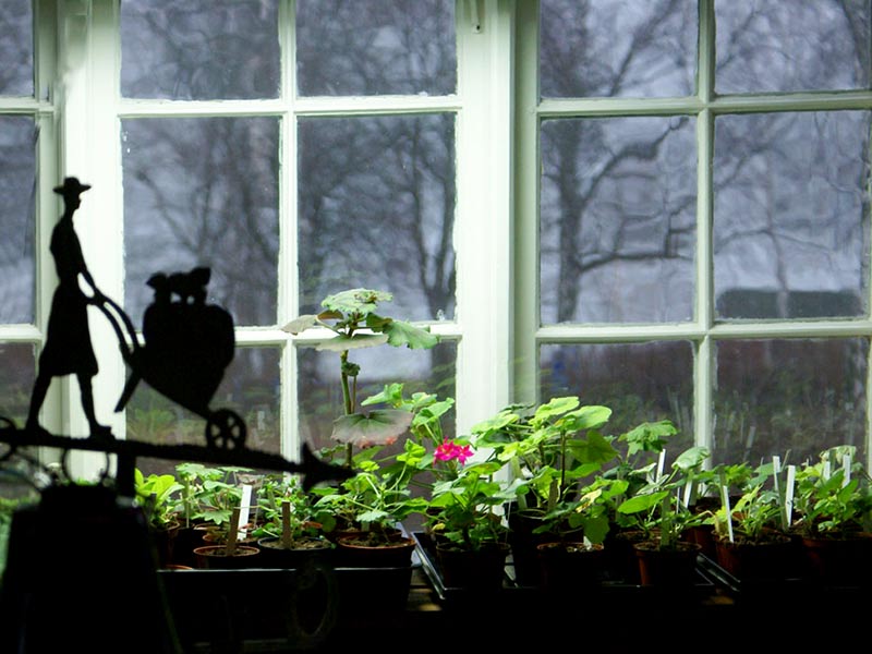 Övervintring av pelargoner och sticklingar i fönster med växtlampa