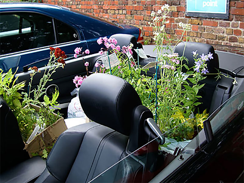 Växter i baksätet på en bil vid resa i England