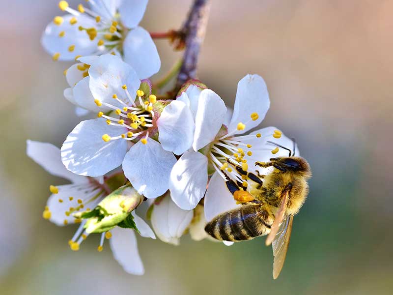 Pollinering av bi på körsbärsblomma