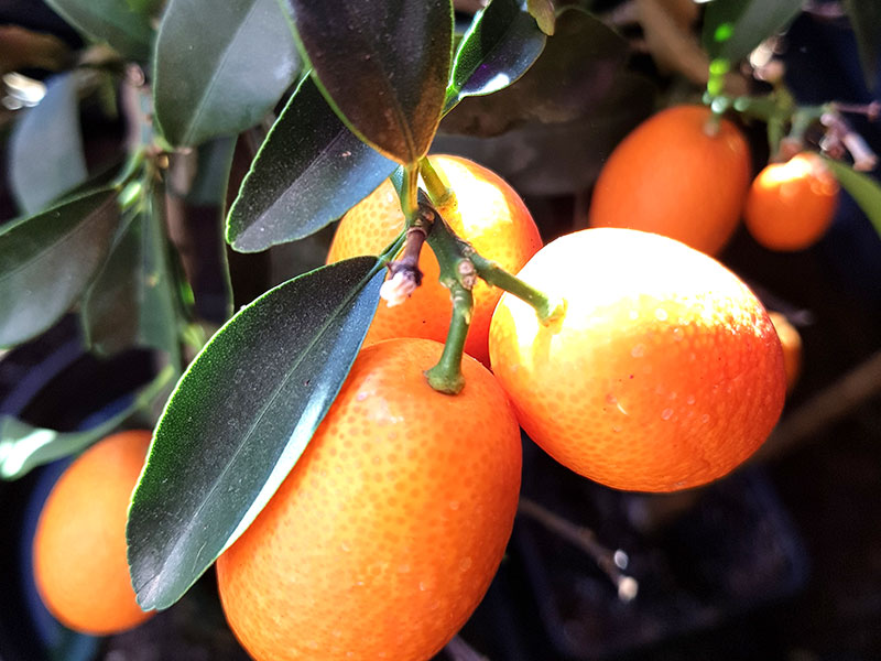 Mogna frukter på kumquatplanta