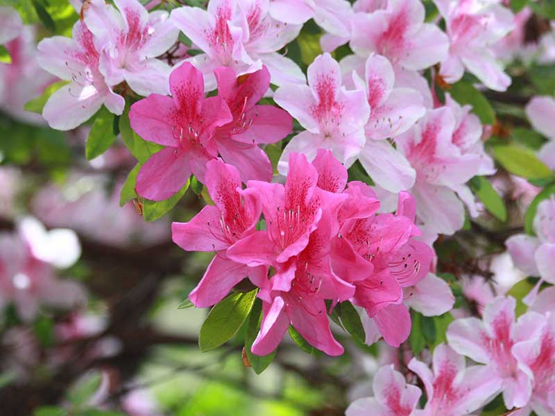 Blommande rododendron azalea