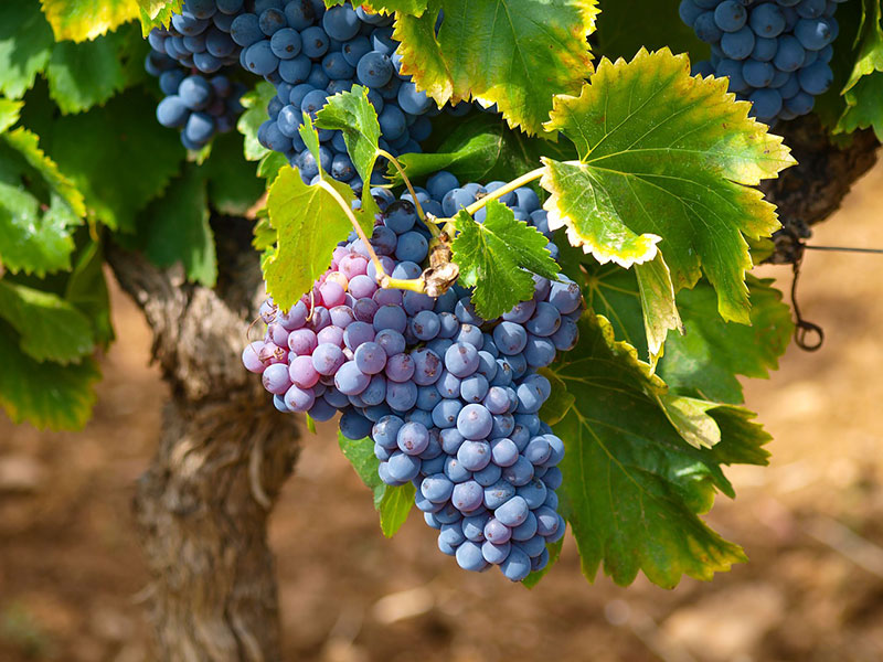 Vindruvor på vingård - px