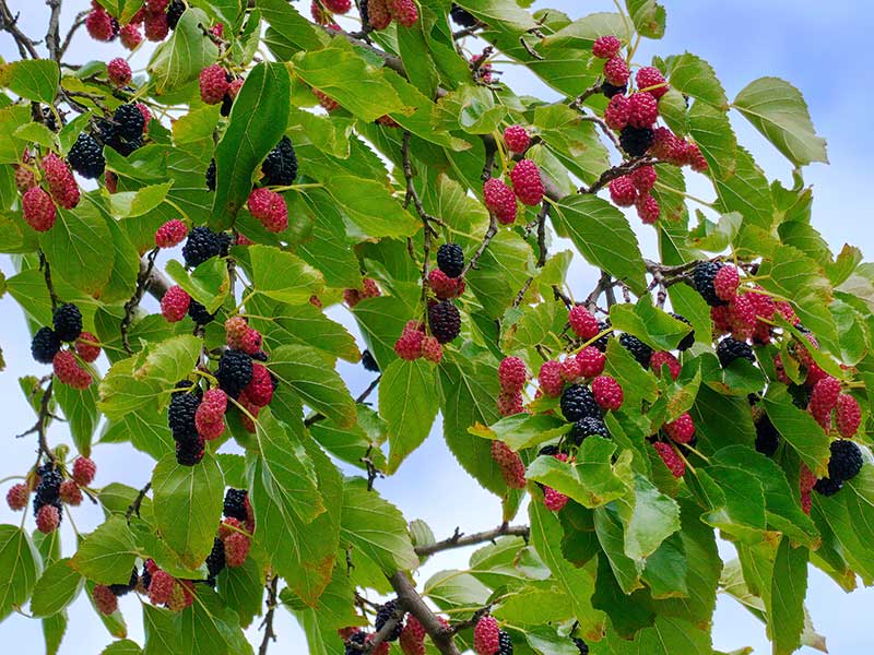 Mogna bär på svarta mullbär träd