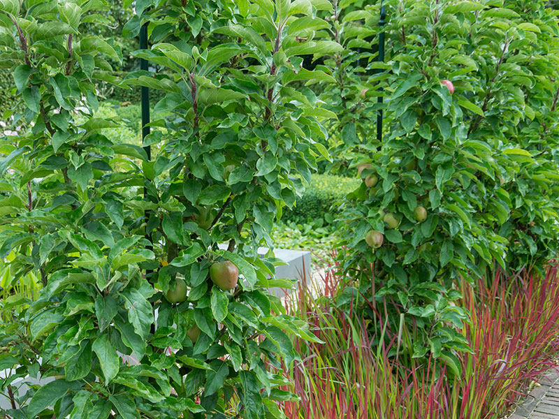 Äppelträd som rumsdelare i trädgård
