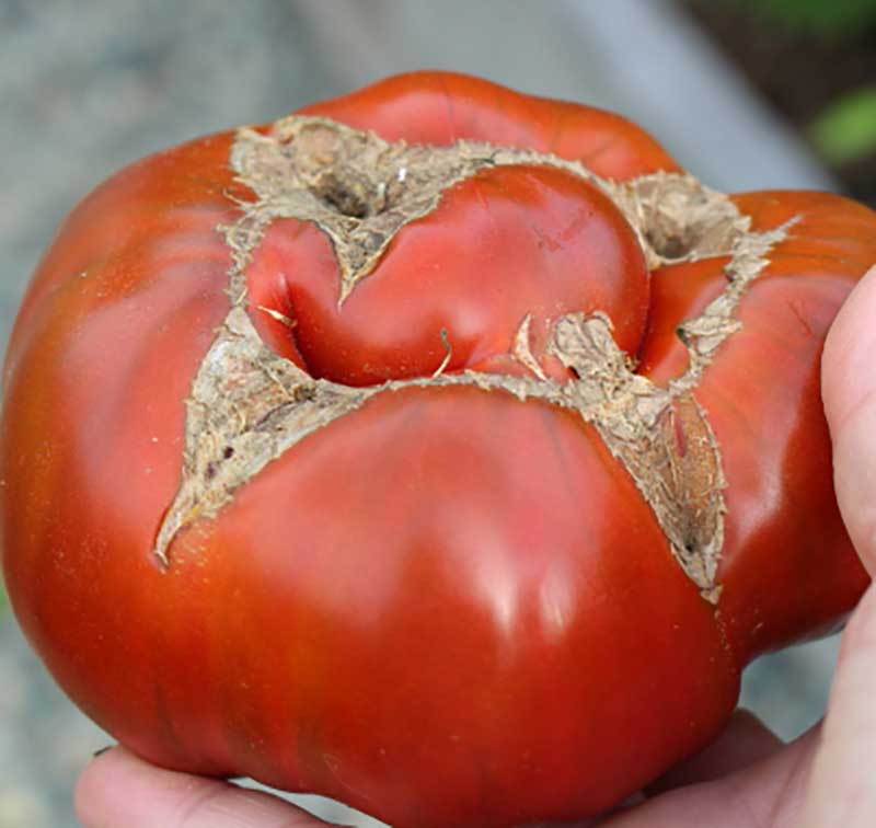 Korkfläckar tomat