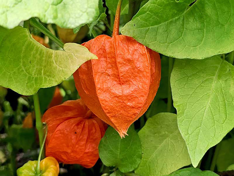 Physalis - LS