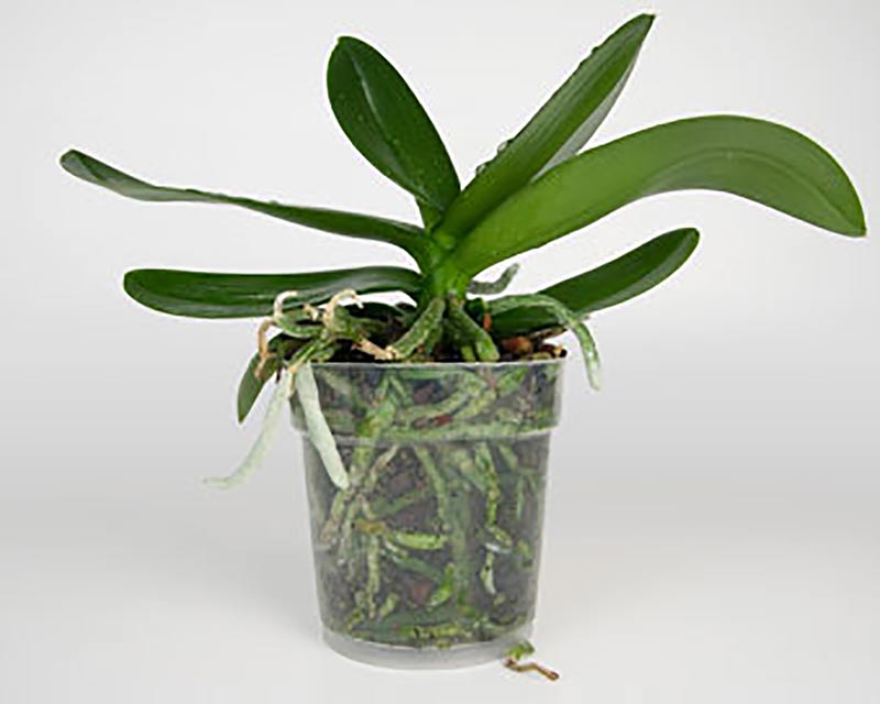 Orkide i genomskinlig kruka, redo för omplantering
