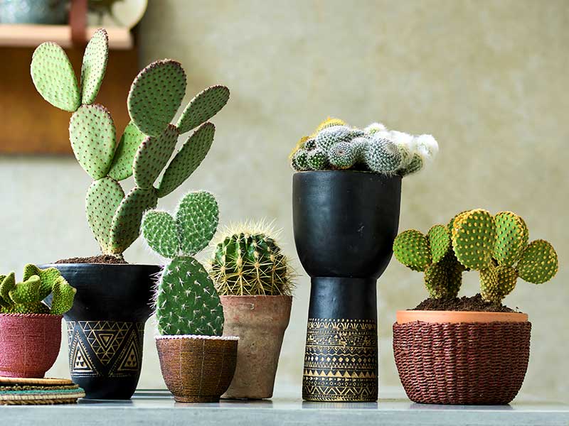 Olika sorter av kaktusar som krukväxter