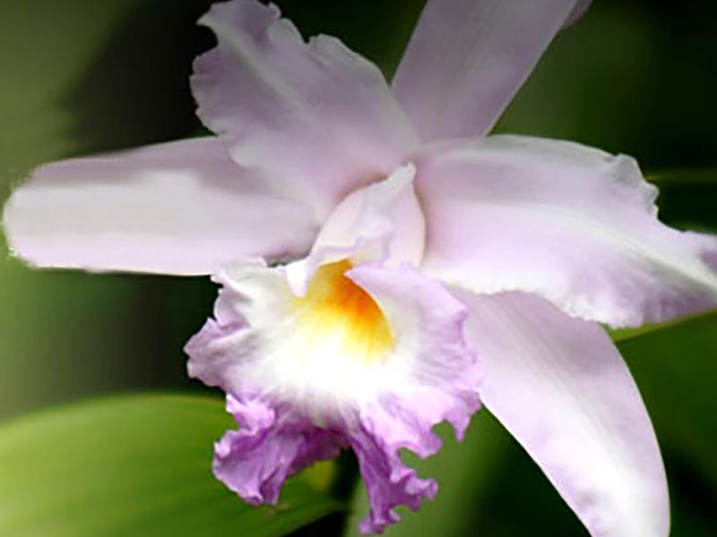 Orkide av arten Cattleya