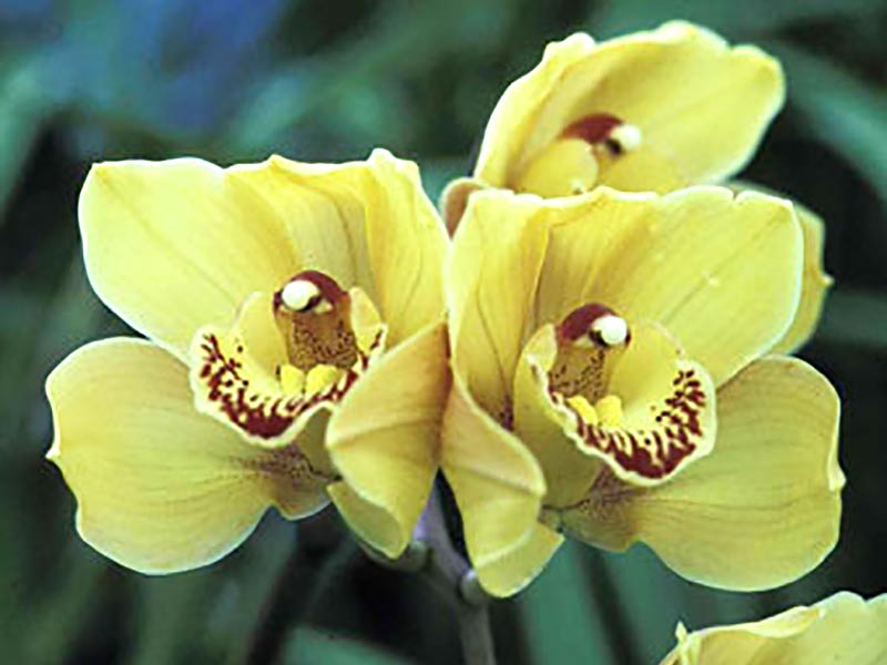 Orkidé Cymbidium med gula blommor