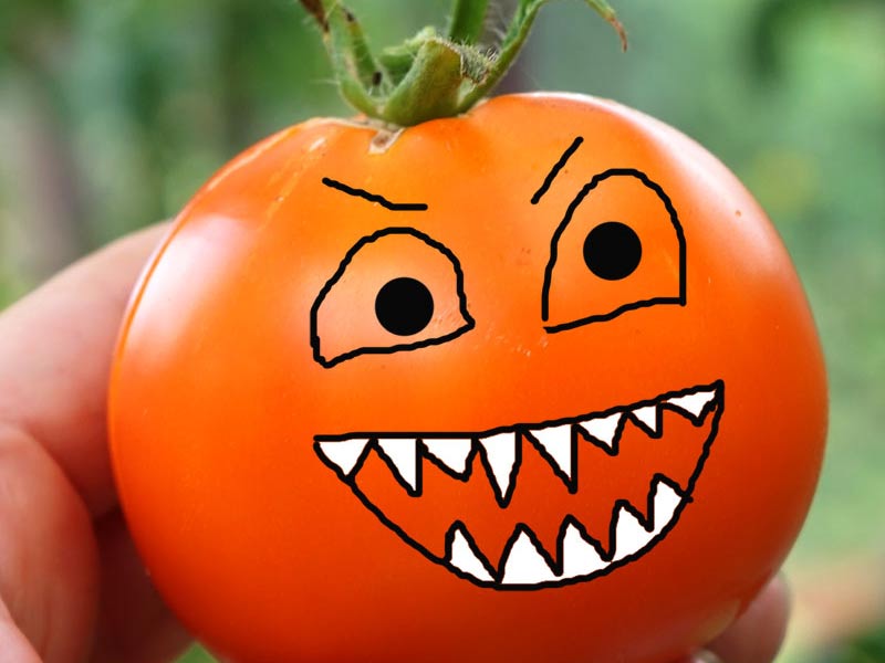 Tomat - en köttätande växt!