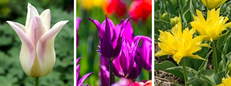 Exempel på liljeblommande tulpaner