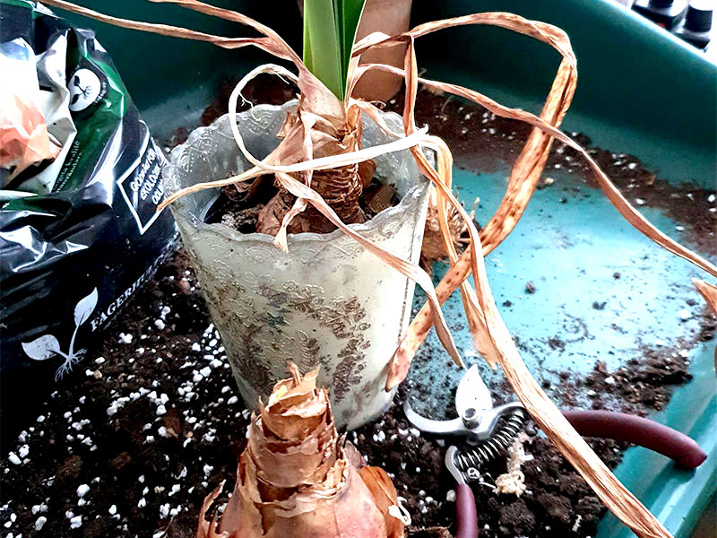 Amaryllis med nedvissnade blad klar för omplantering