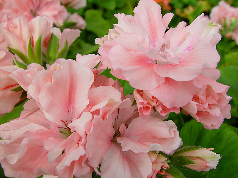 Engelsk pelargon med rosa blommor Phyllis Richardson