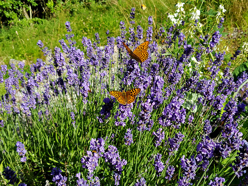Lavendel fylld med fjärilar och andra pollinerare