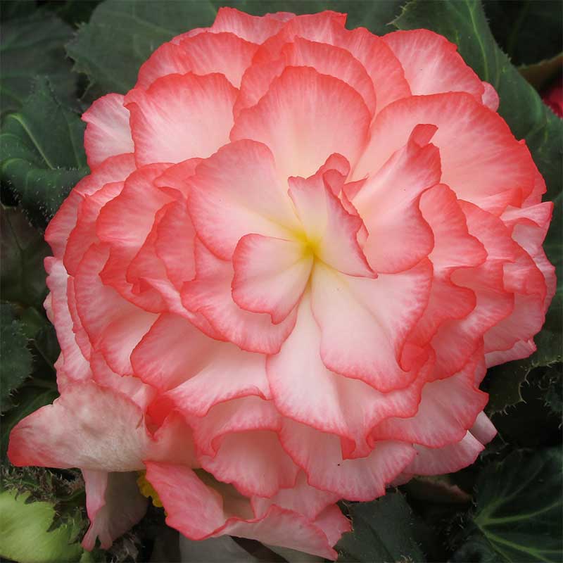 Knölbegonia ’Nonstop Rose Petticoat F1’